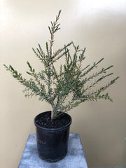 Hypocalymma linifolium 'Lemon Beauty'
